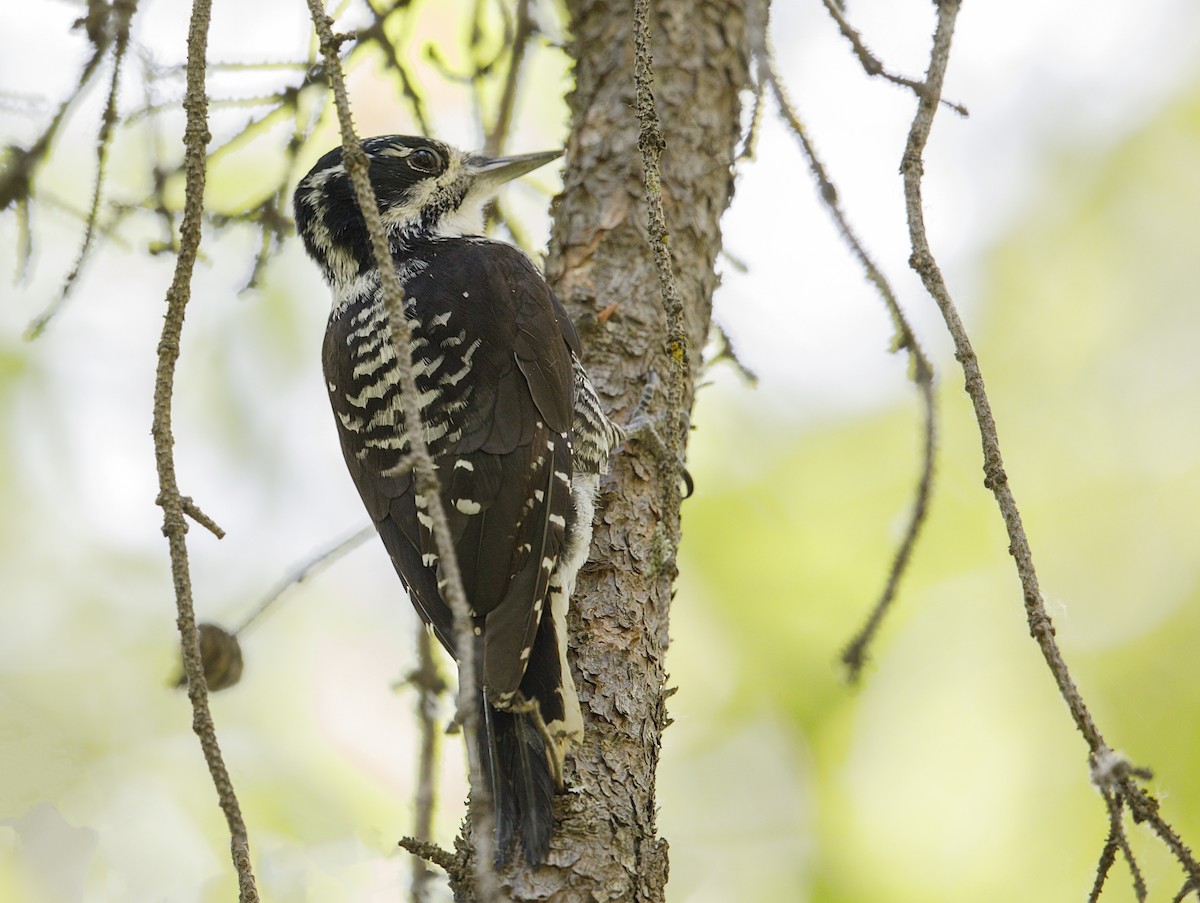 American Three-toed Woodpecker - ML644443725