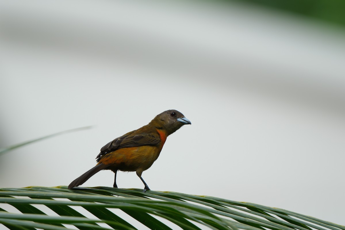 Scarlet-rumped Tanager - ML644443726