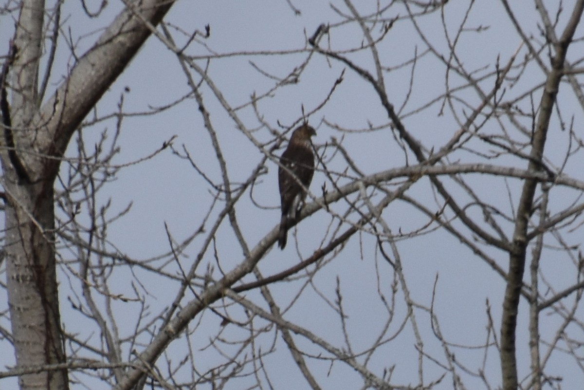 trostehauk - ML644443734