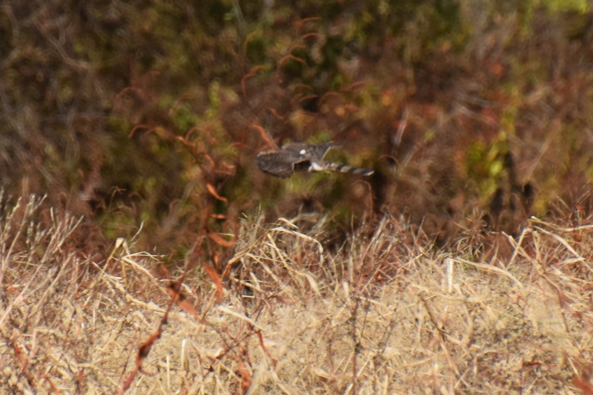 trostehauk - ML644443735