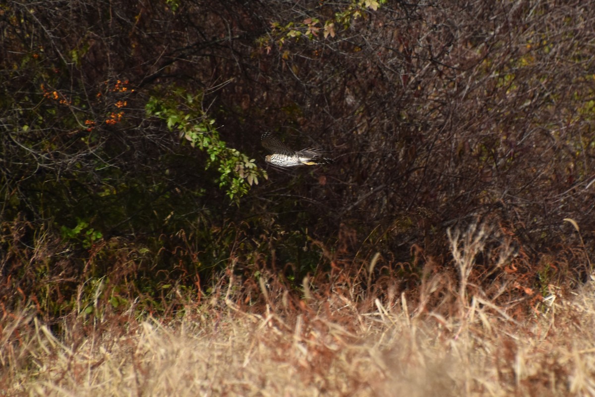 trostehauk - ML644443736