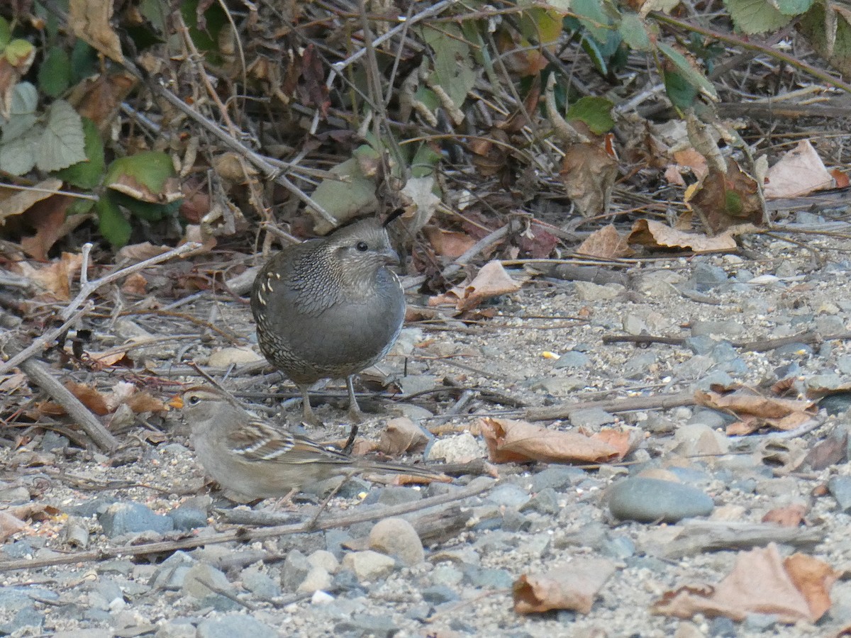 eBird Checklist - 31 Oct 2025 - American River Parkway behind condo ...