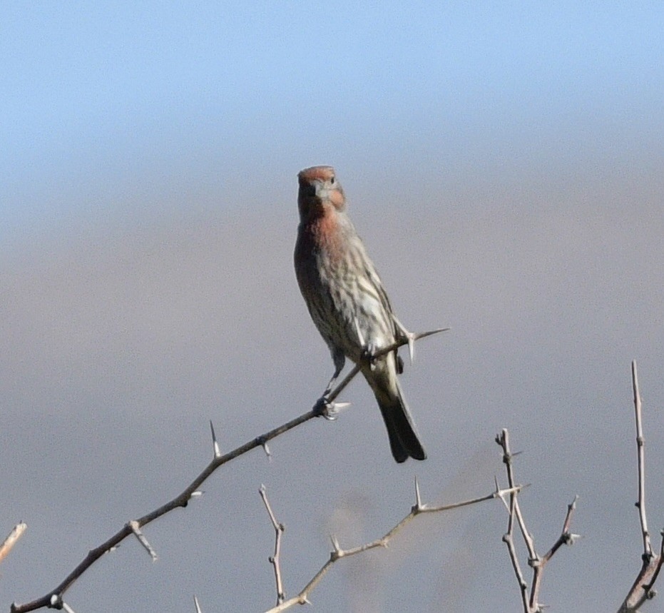 House Finch - ML644443757