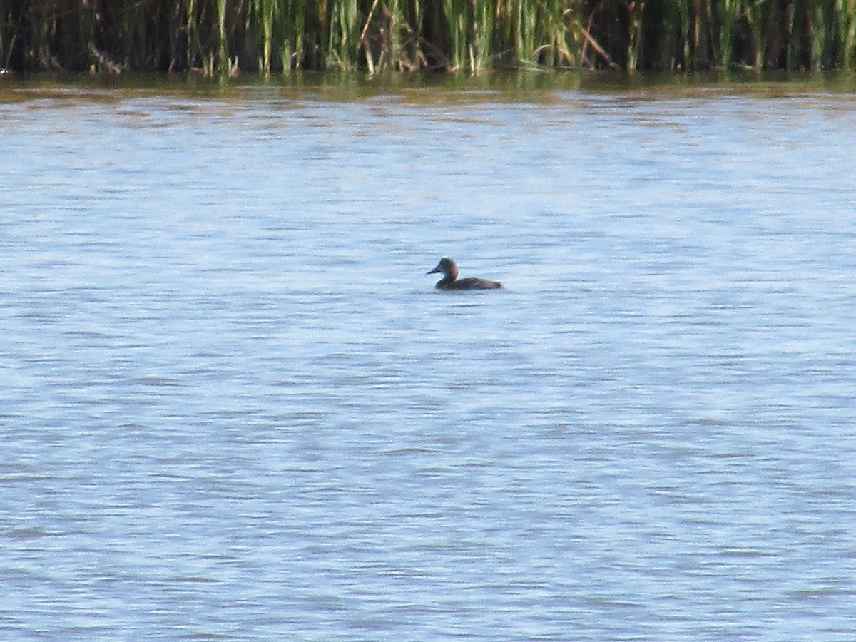 Чернь американська - ML644443759