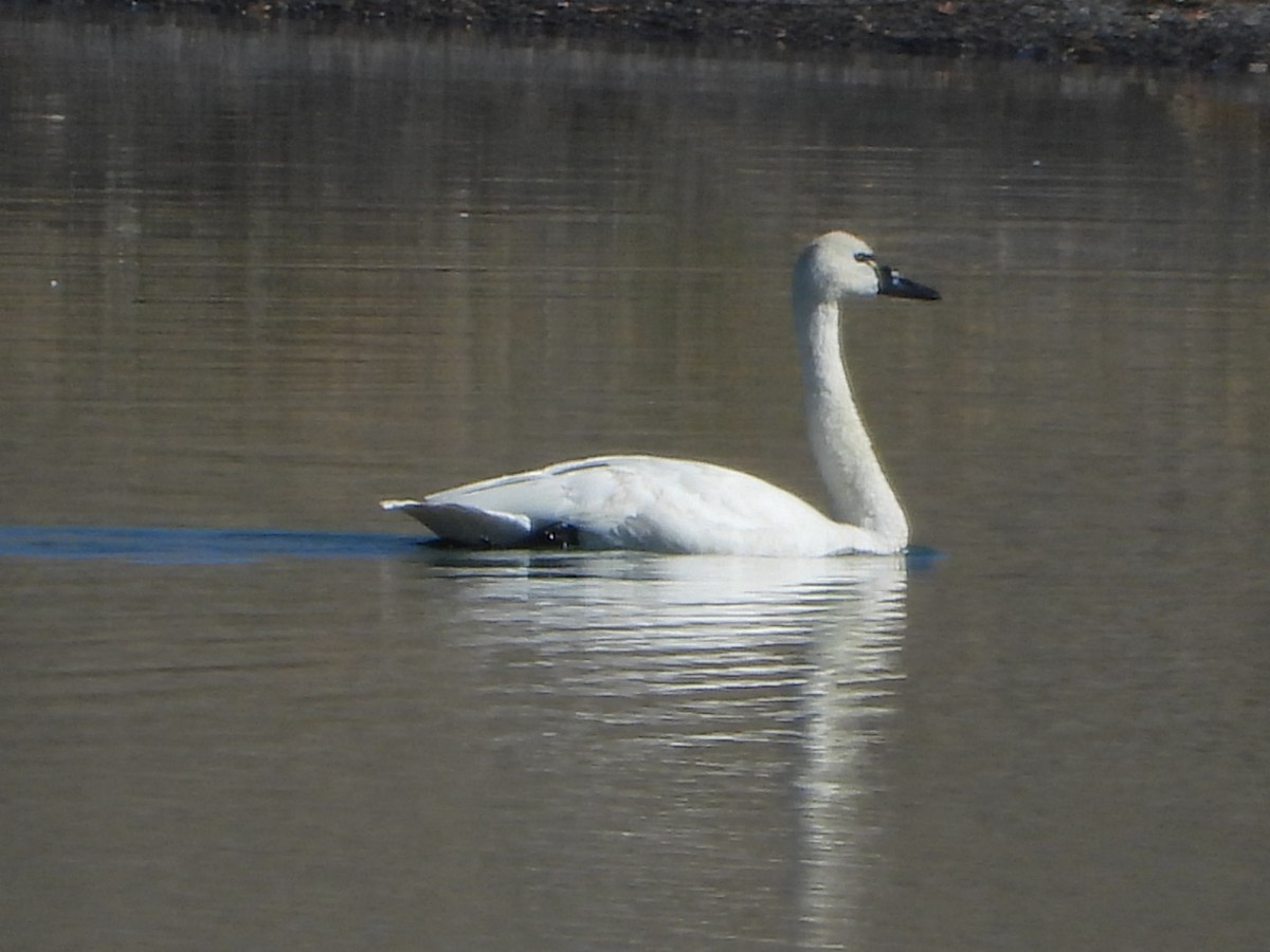 Гунгар хун - ML644443761