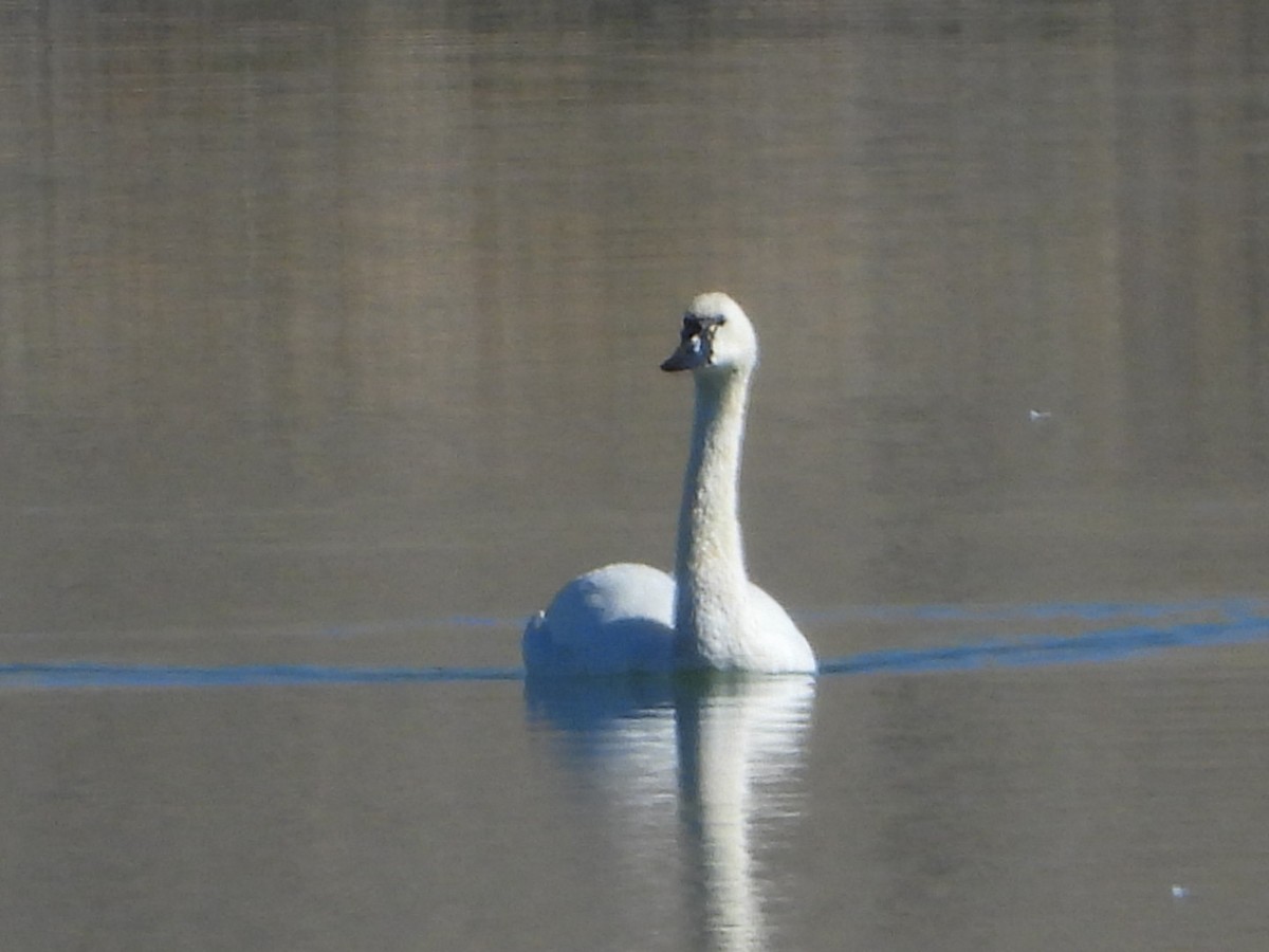 Гунгар хун - ML644443762