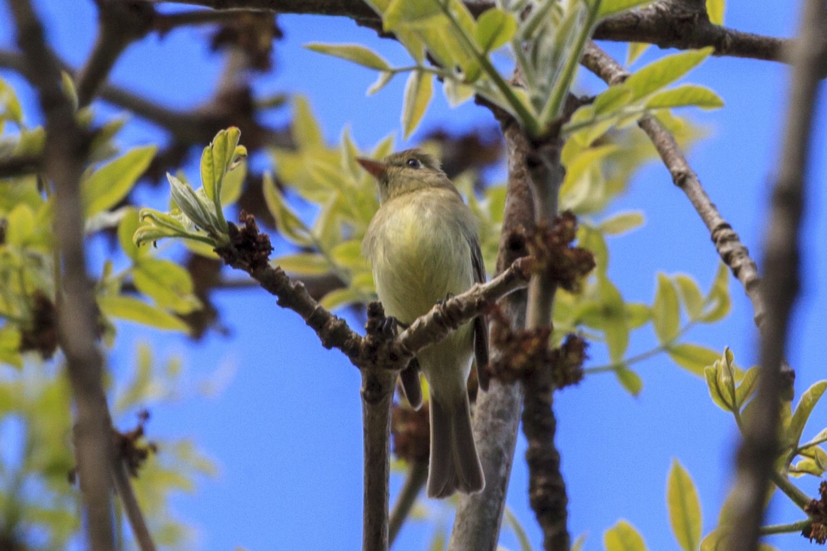 Western Flycatcher (Pacific-slope) - ML644443774