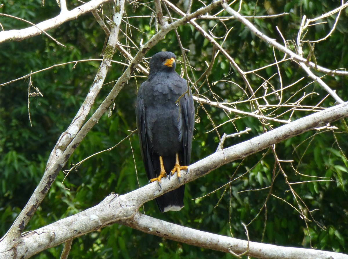 Common Black Hawk - ML644443780