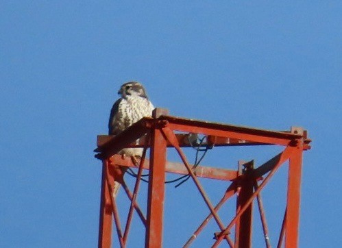 Prairie Falcon - ML644443783