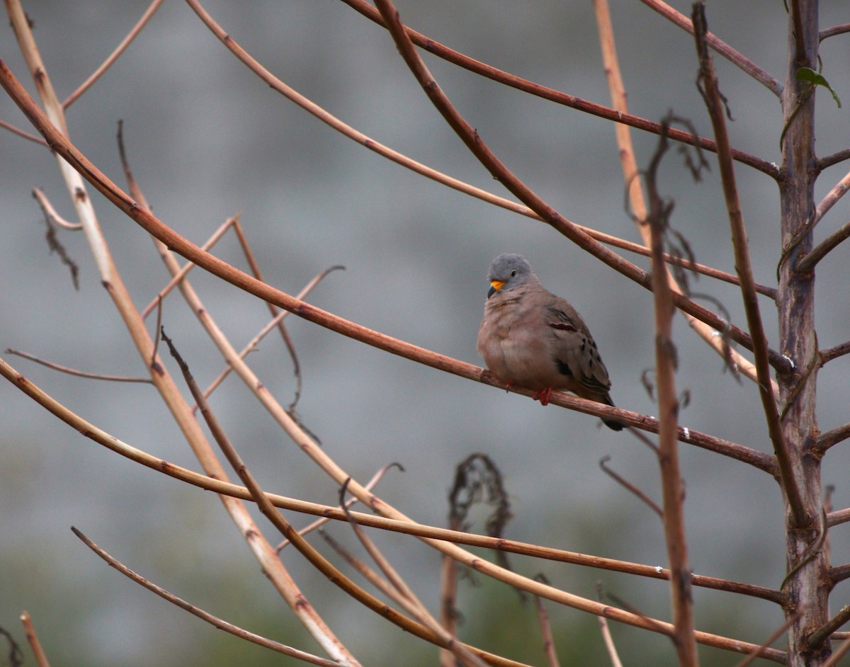 kvekkedue - ML644443785