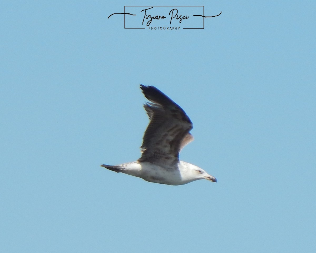 Kelp Gull - ML644443787