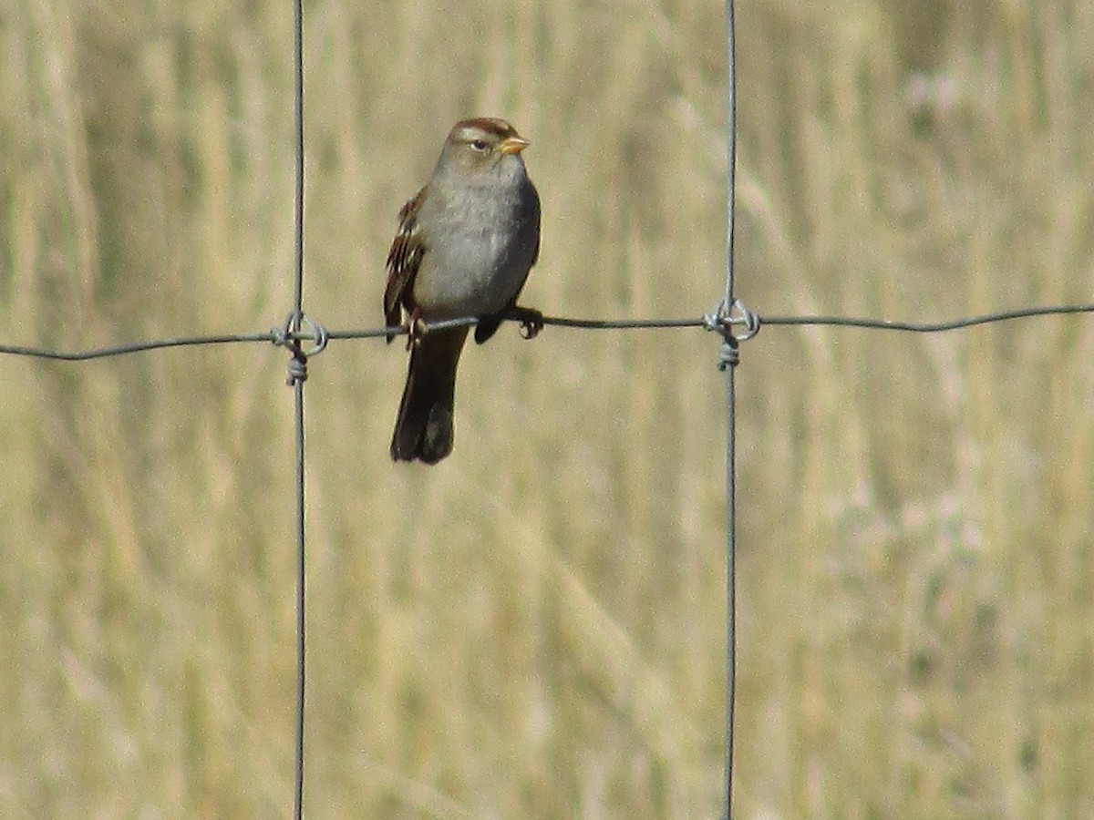 Бруант білобровий - ML644443789