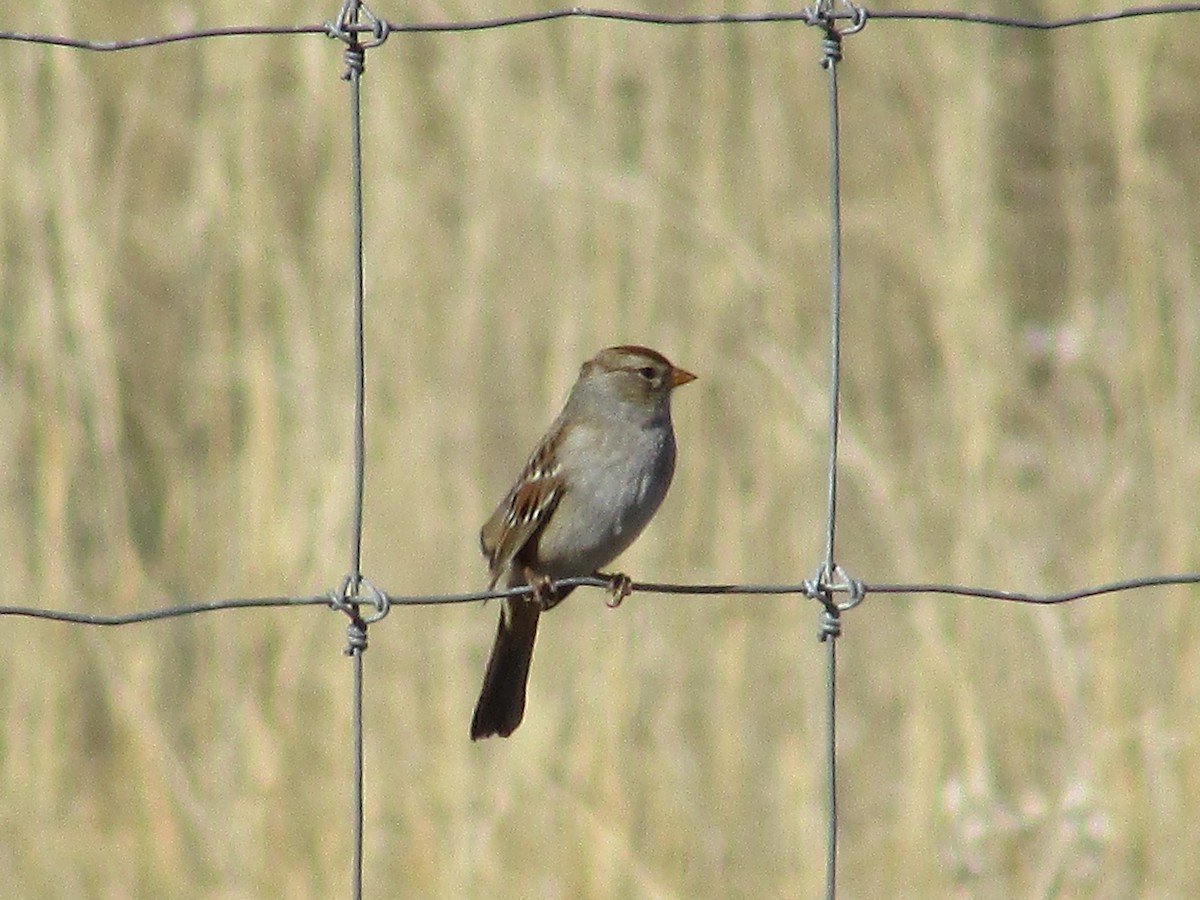 Бруант білобровий - ML644443790