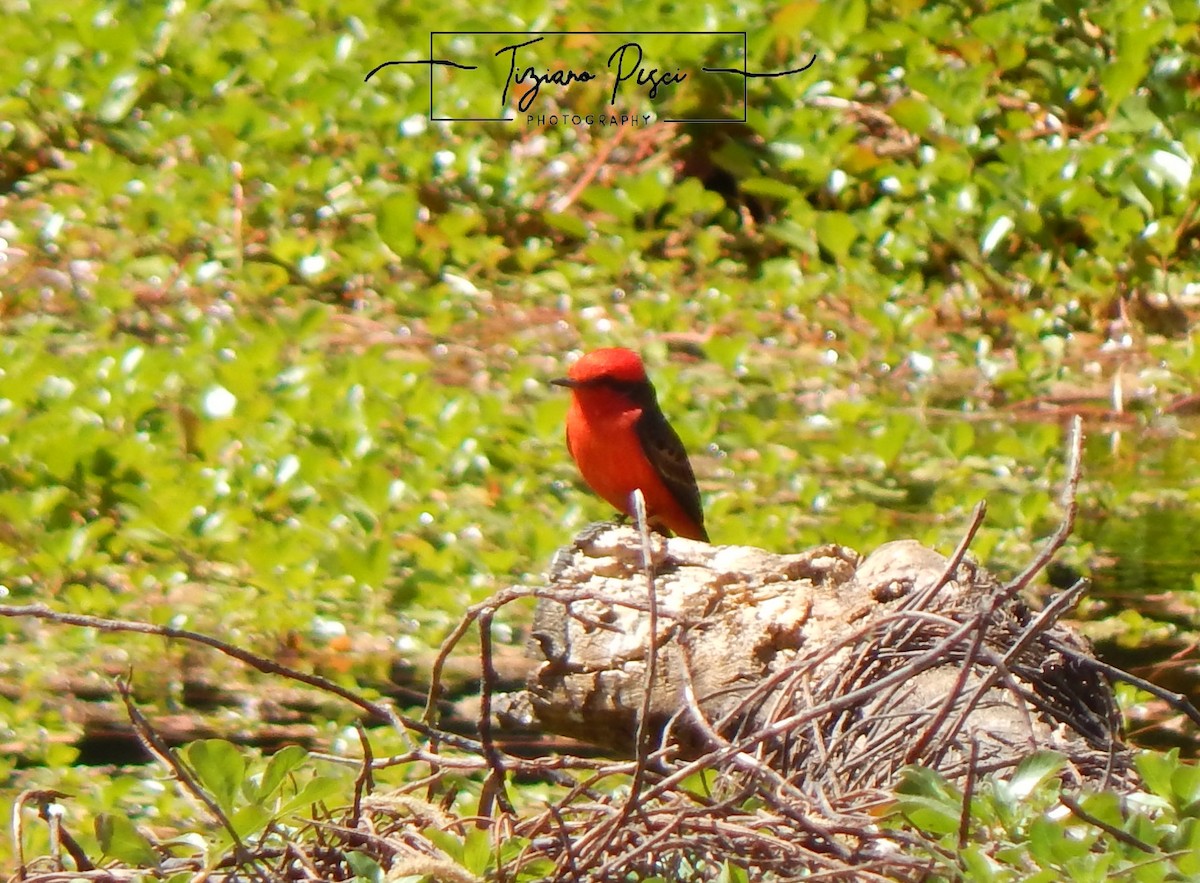 Vermilion Flycatcher - ML644443793