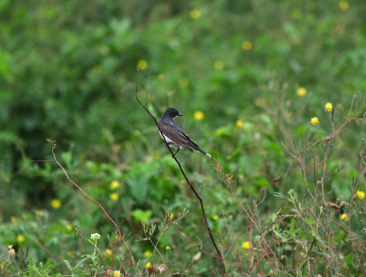 Eastern Kingbird - ML644443798