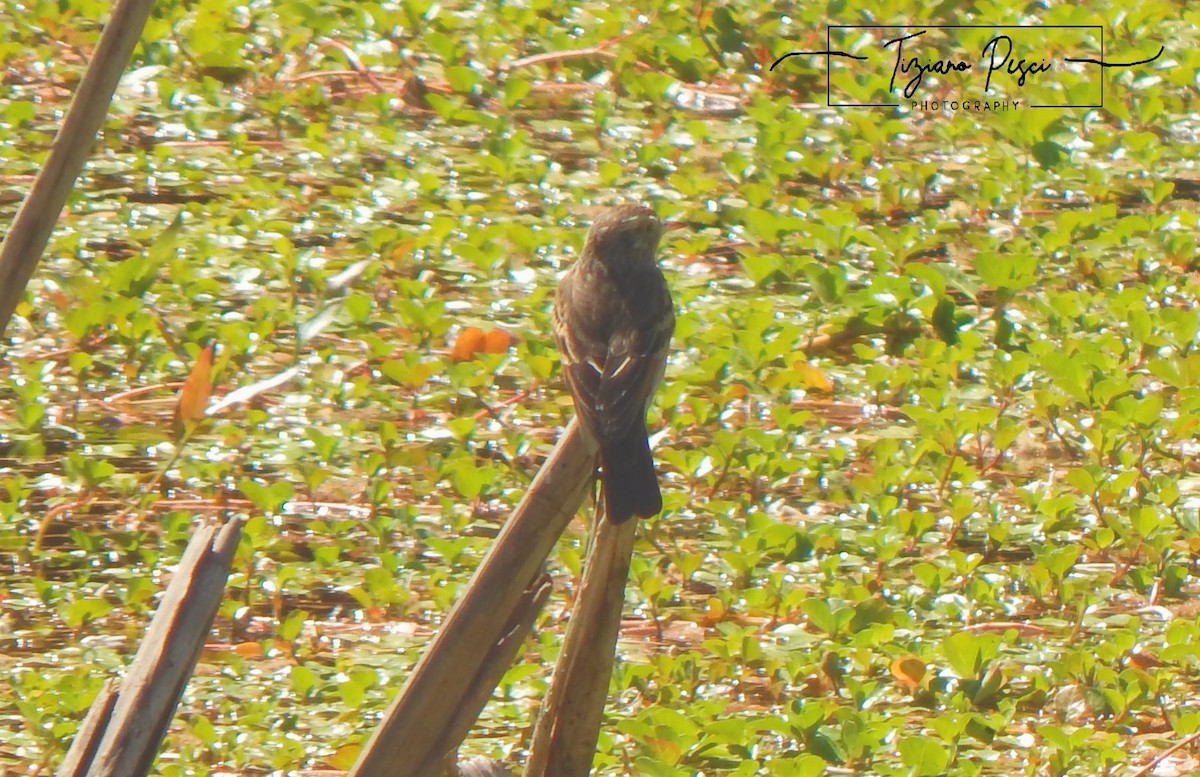 Spectacled Tyrant - ML644443806