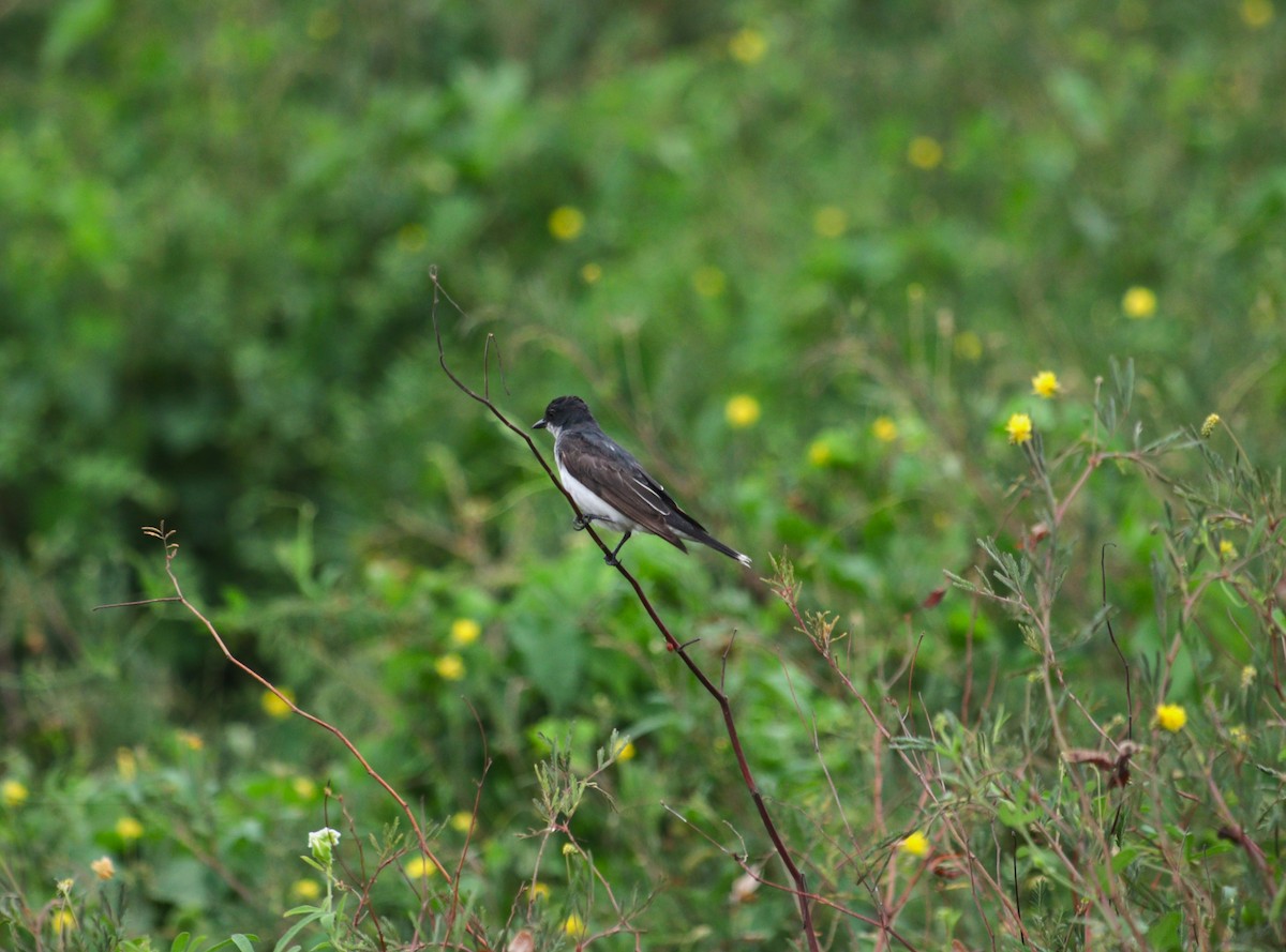 Eastern Kingbird - ML644443807