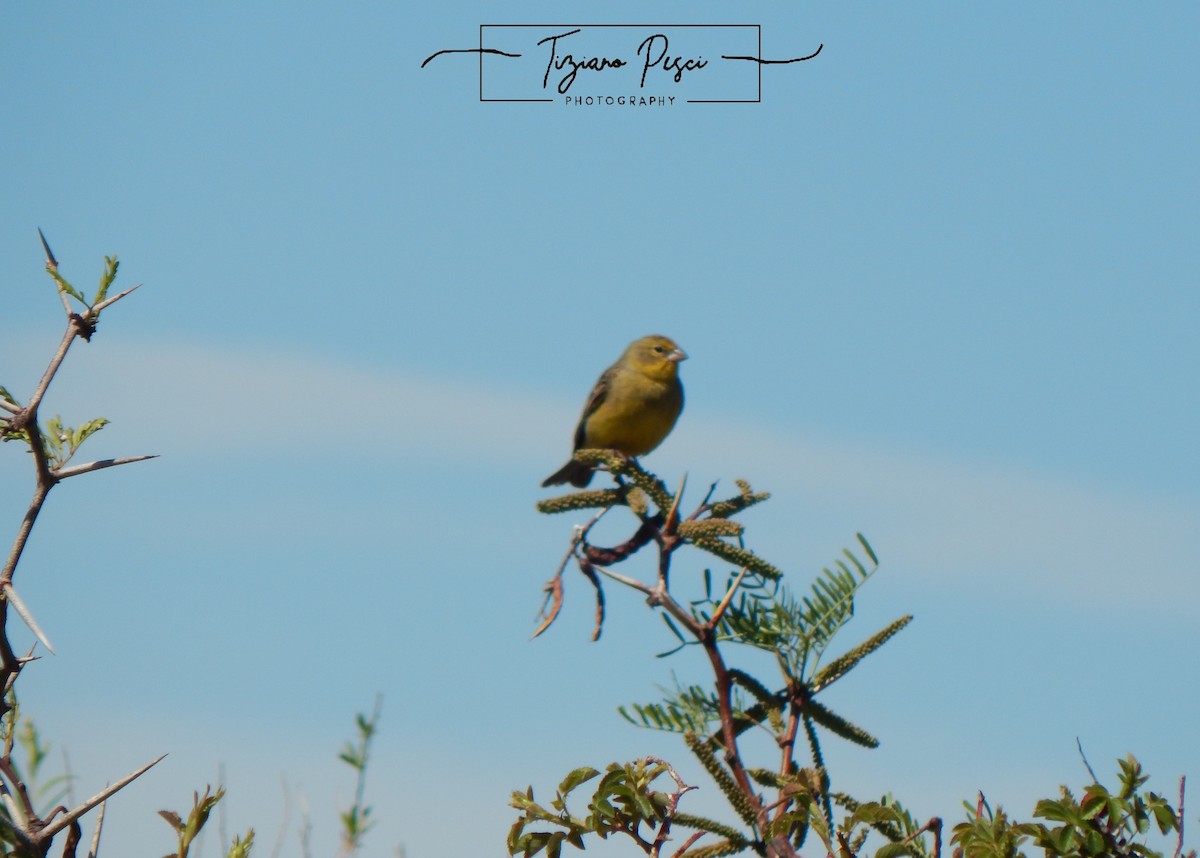 Grassland Yellow-Finch - ML644443808