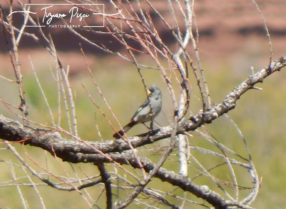 Band-tailed Seedeater - ML644443810