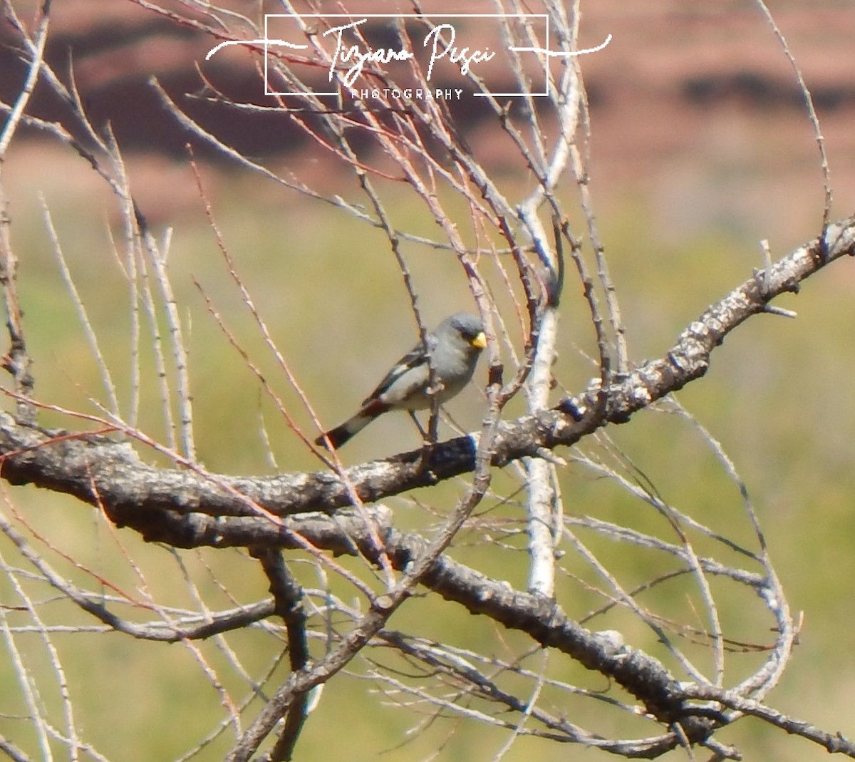 Band-tailed Seedeater - ML644443811