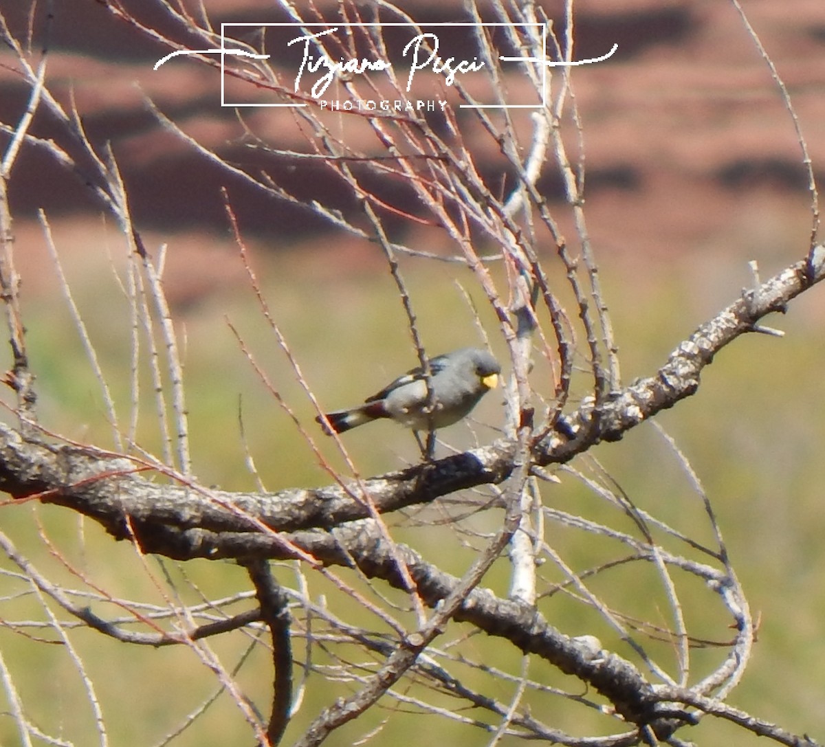 Band-tailed Seedeater - ML644443812