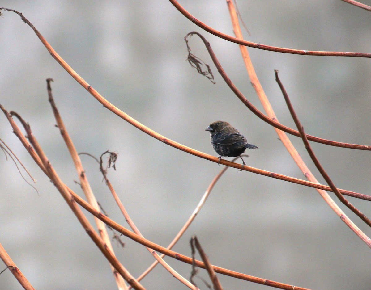 Blue-black Grassquit - ML644443818