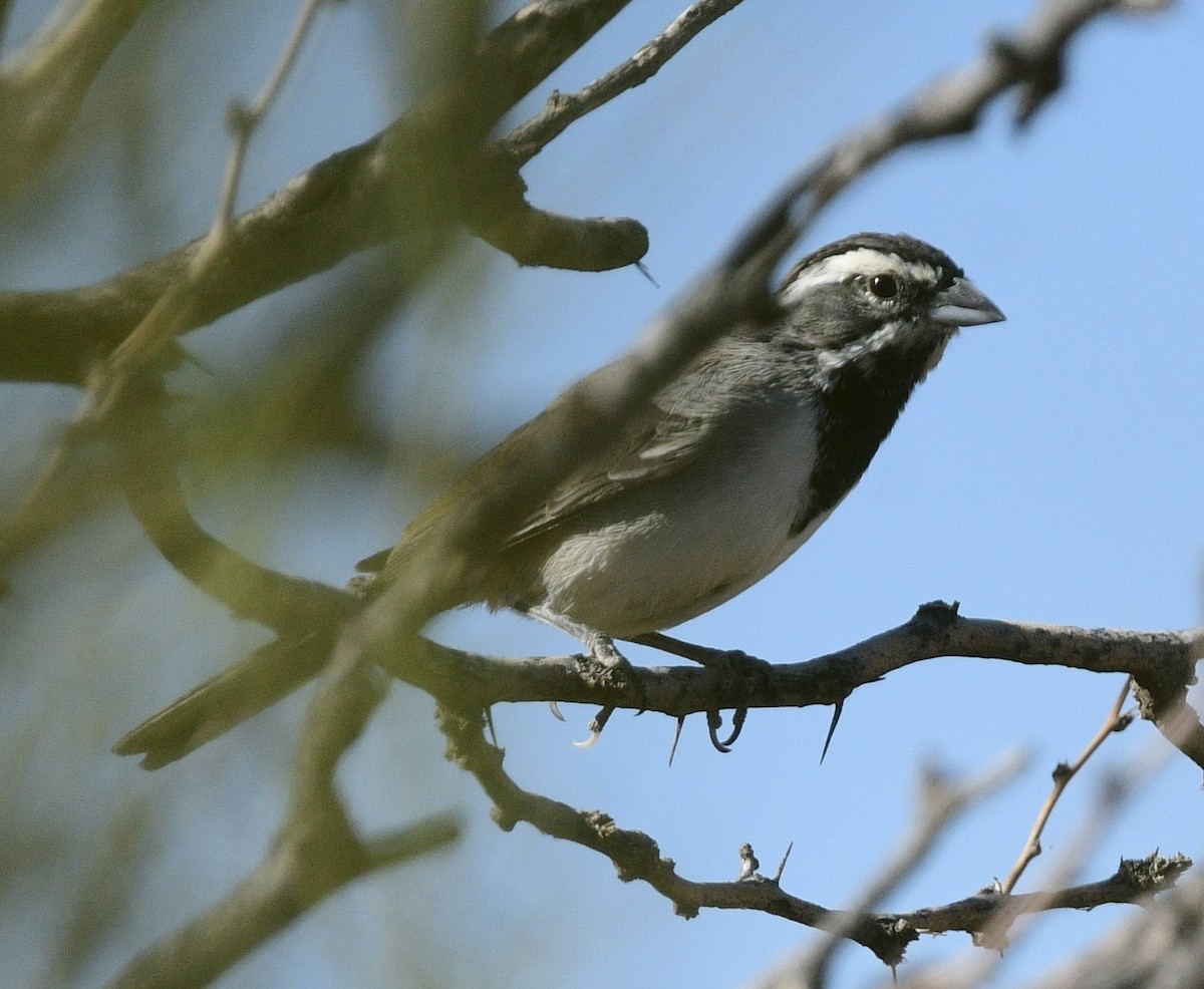 Black-throated Sparrow - ML644443820
