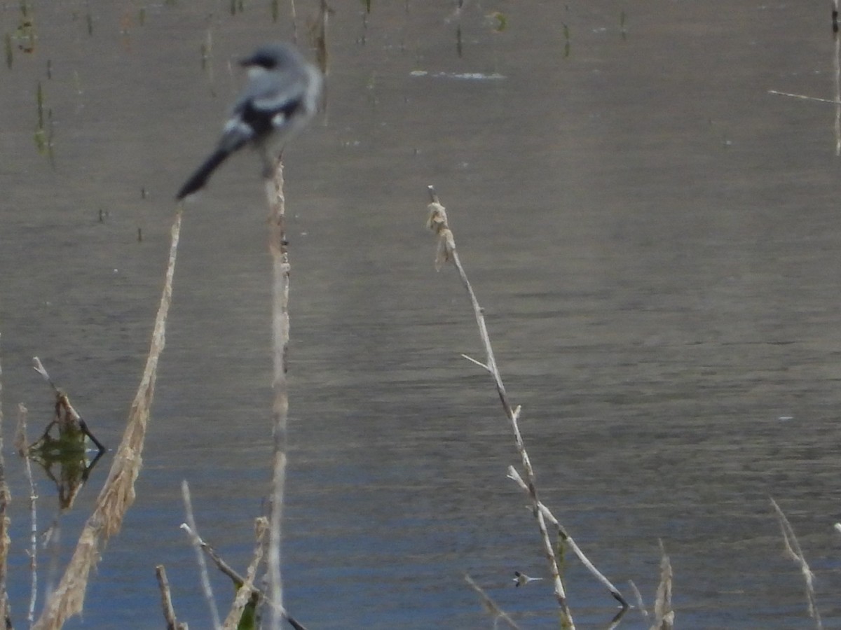 Loggerhead Shrike - ML644443824