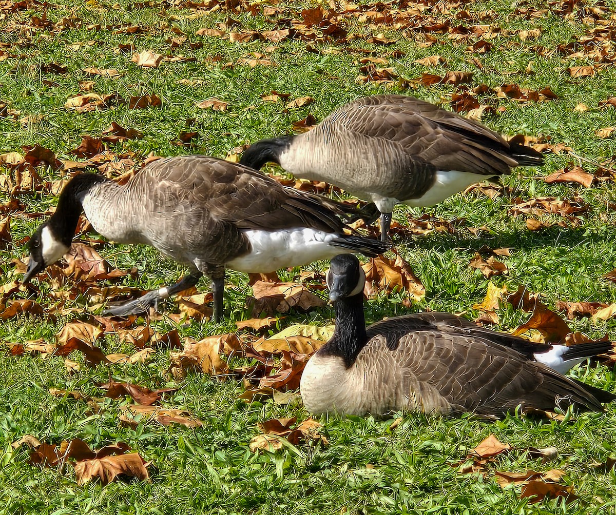 Branta kanadar handia - ML644443825