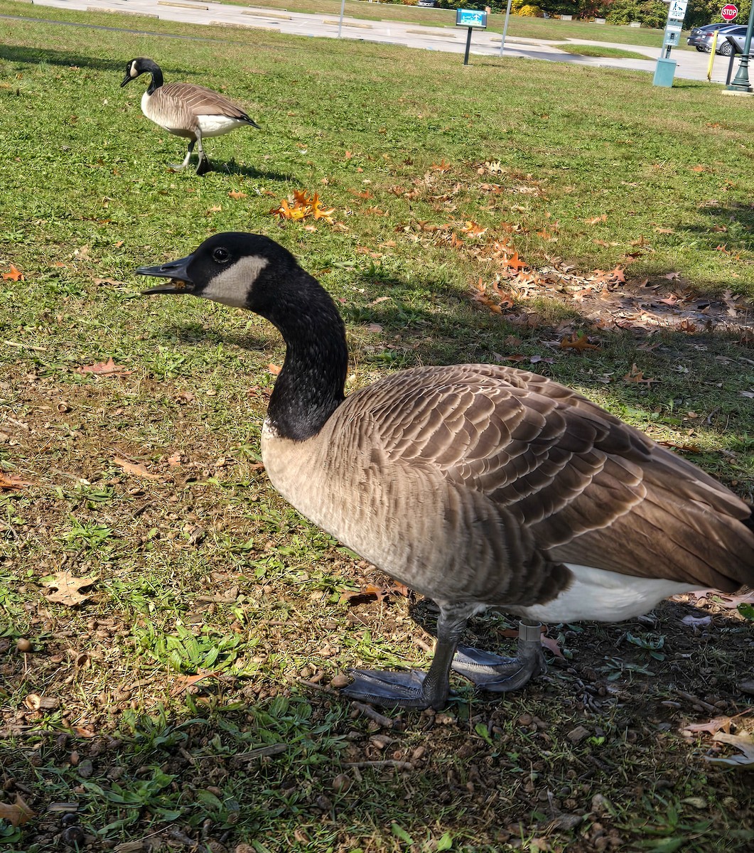 Branta kanadar handia - ML644443826