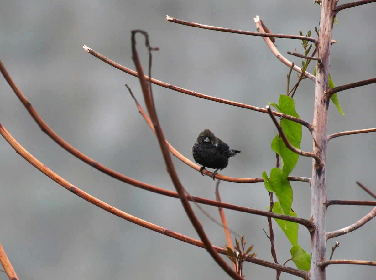 Blue-black Grassquit - ML644443828