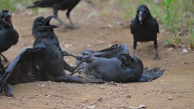 Ворона великодзьоба - ML644443831