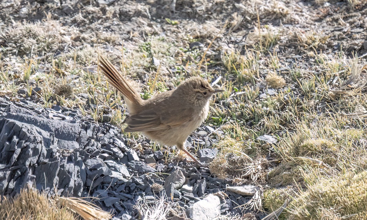 Cordilleran Canastero - ML644443833