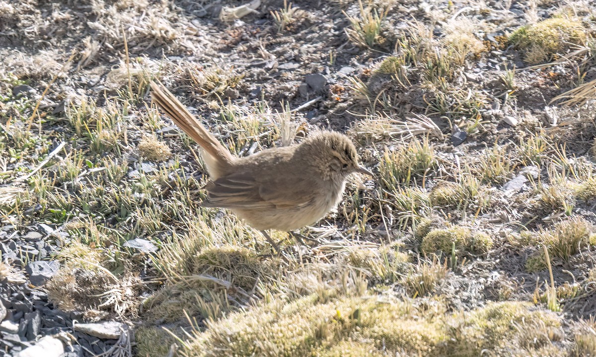 Cordilleran Canastero - ML644443834