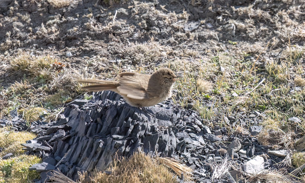 Cordilleran Canastero - ML644443835