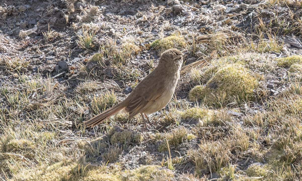 Cordilleran Canastero - ML644443836