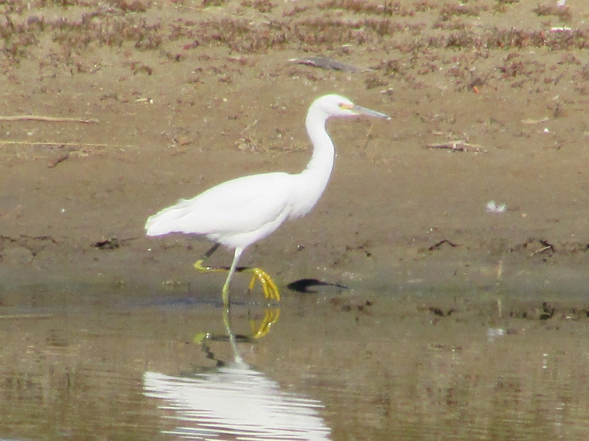 Чепура американська - ML644443840