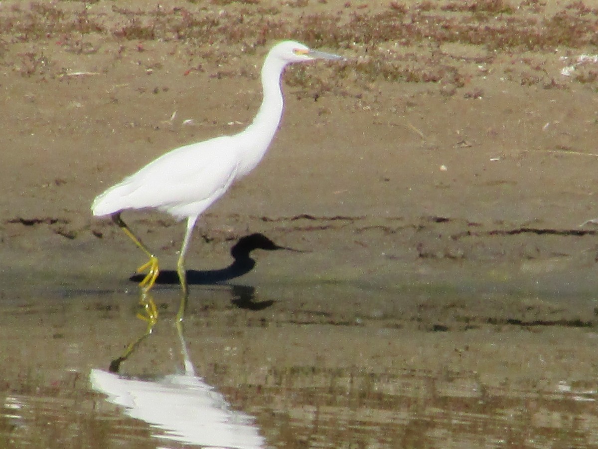 Чепура американська - ML644443841