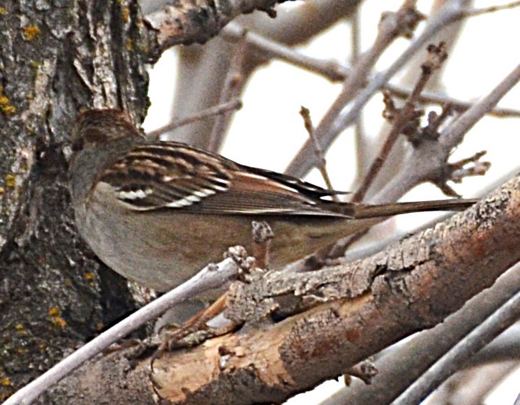 White-crowned Sparrow (Gambel's) - ML644443844