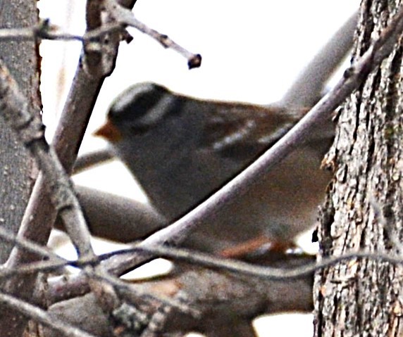 White-crowned Sparrow (Gambel's) - ML644443857