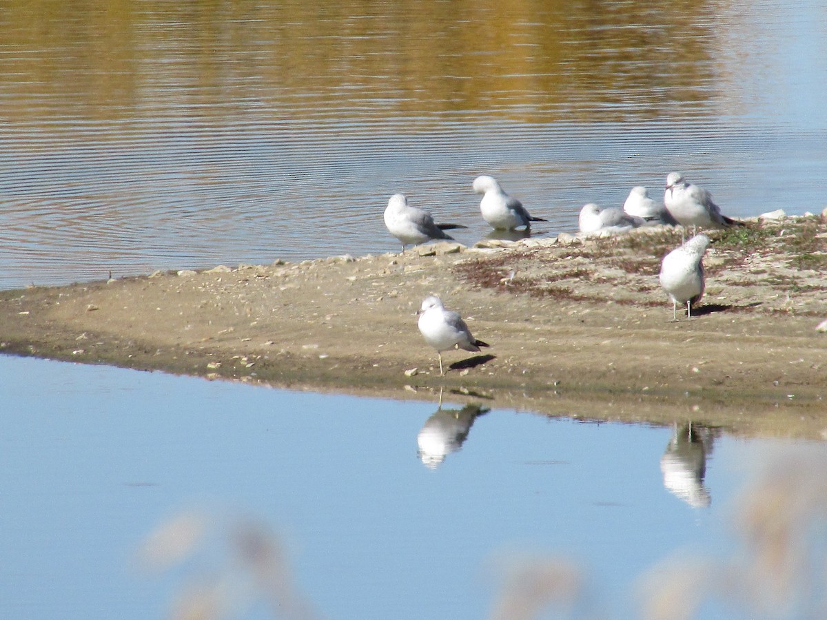 Мартин делаверський - ML644443858