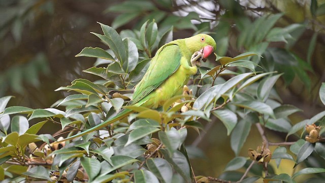 alexandr malý - ML644443859