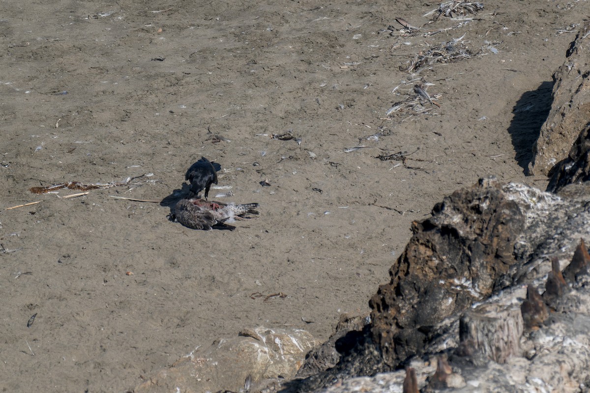 Common Raven - ML644443861