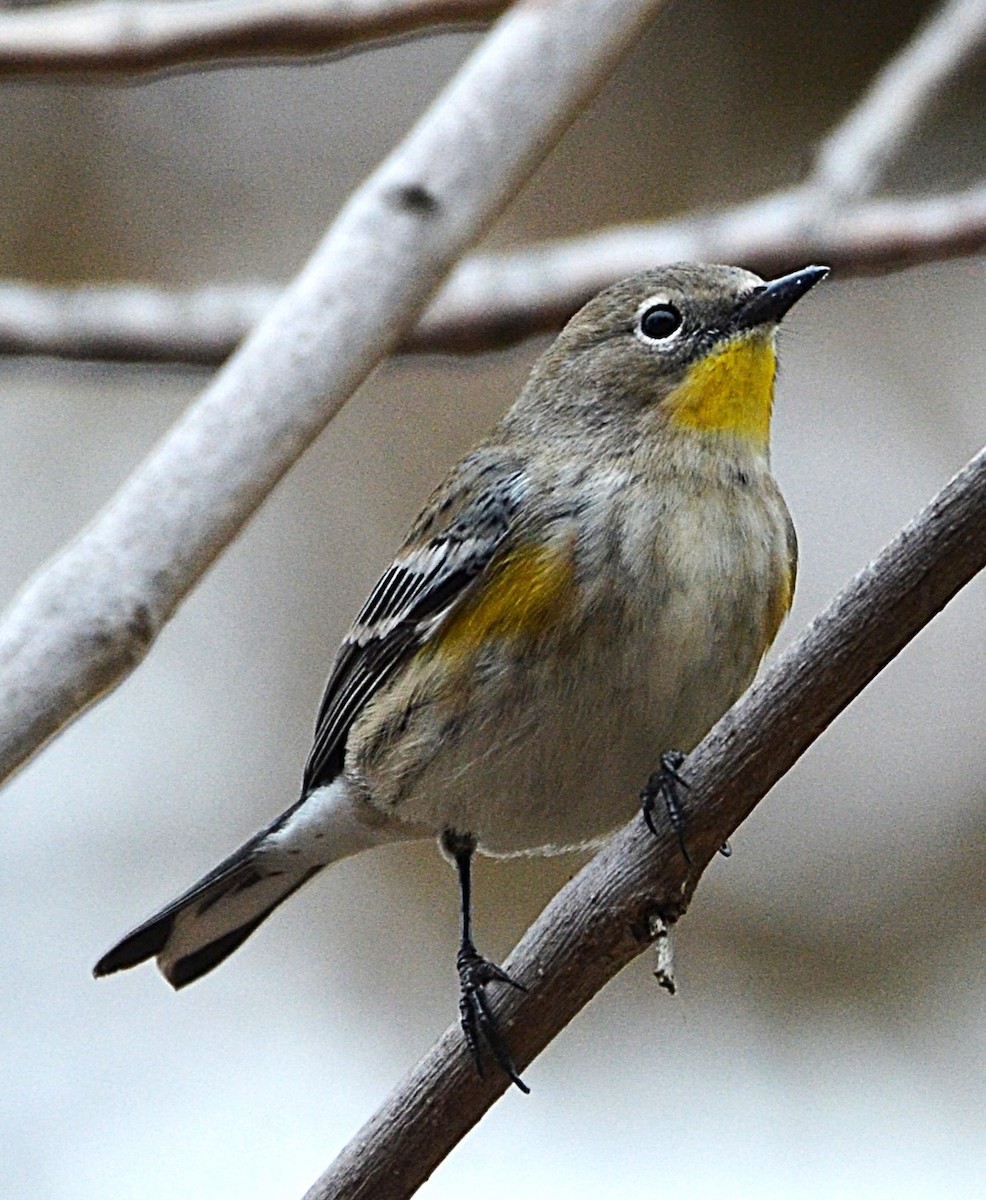 Yellow-rumped Warbler (Audubon's) - ML644443865