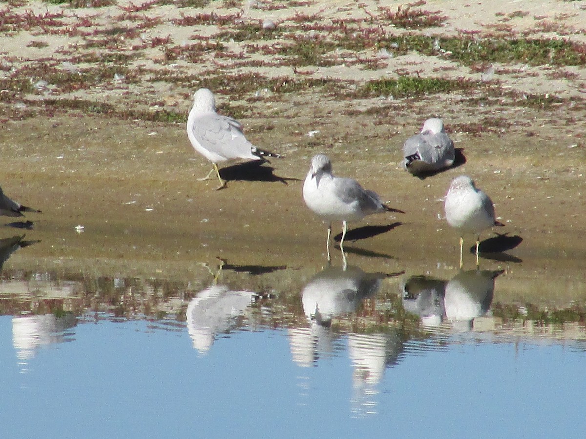 Мартин делаверський - ML644443869