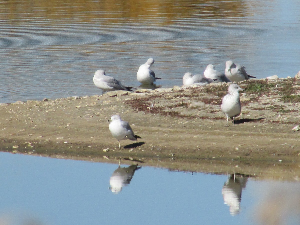 Мартин делаверський - ML644443870