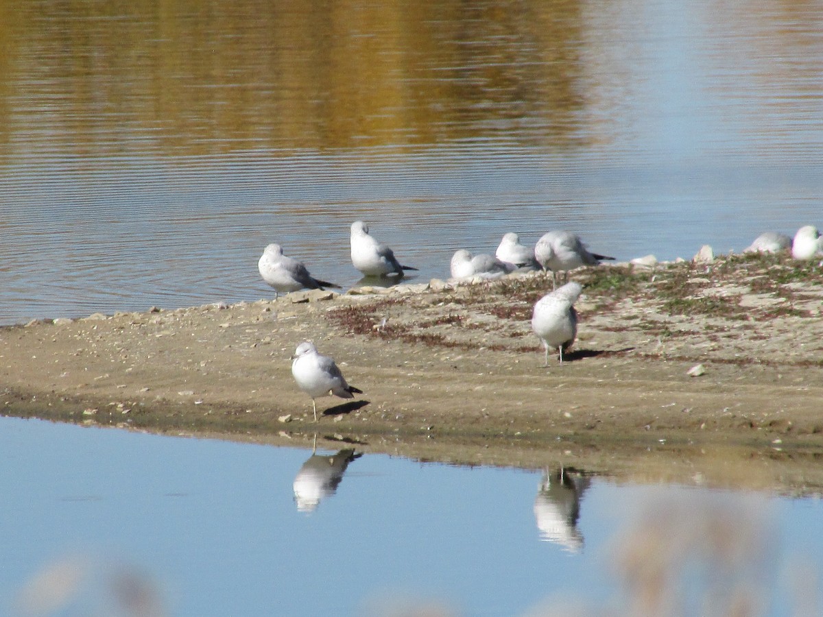 Мартин делаверський - ML644443871