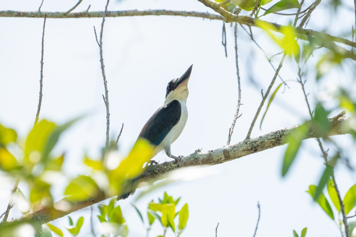Torresian Kingfisher - ML644443880