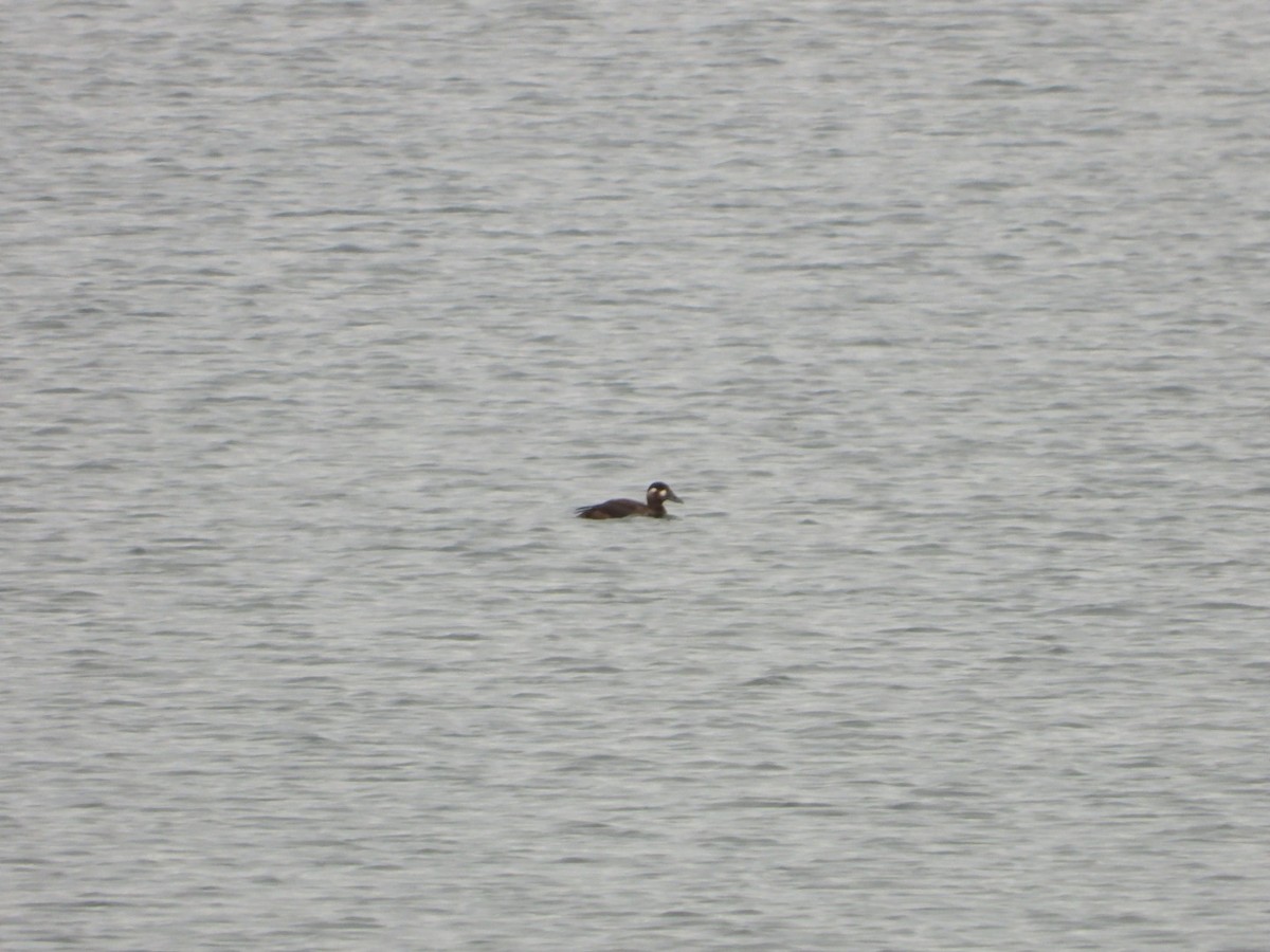 Surf Scoter - ML644443884