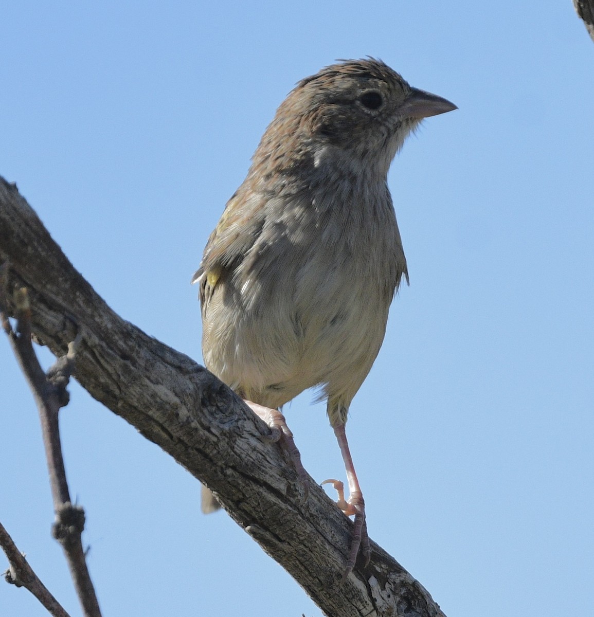 Cassin's Sparrow - ML644443903